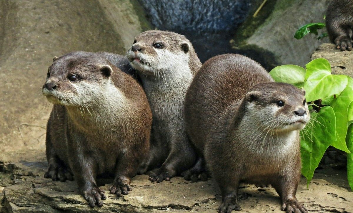 Otters at Cotswold Wildlife Park