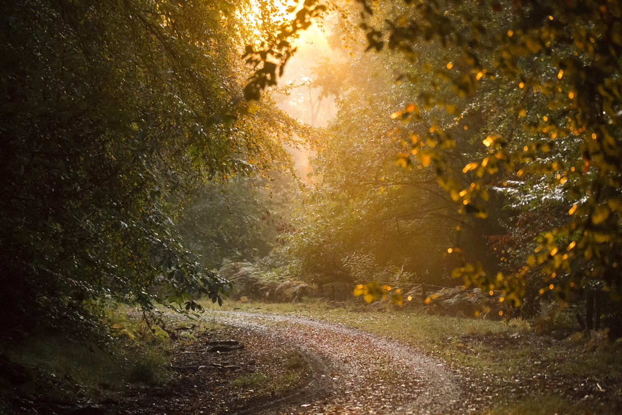 A path through a forest at sunrise in Forest of Dean District, England, United Kingdom