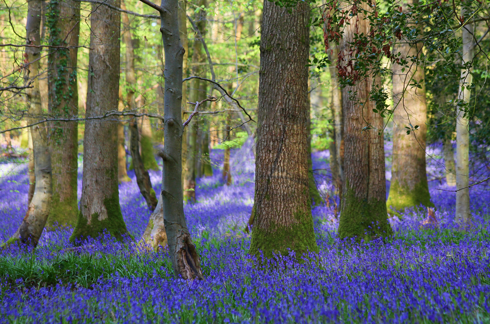 Bluebells at the Forest of Dean, Gloucestershire, uk