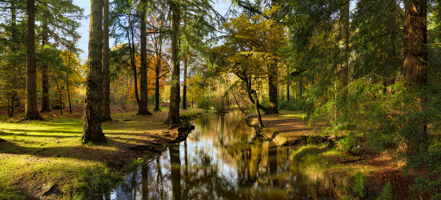 Golden brown hues of leaves in the New Forest, Hampshire