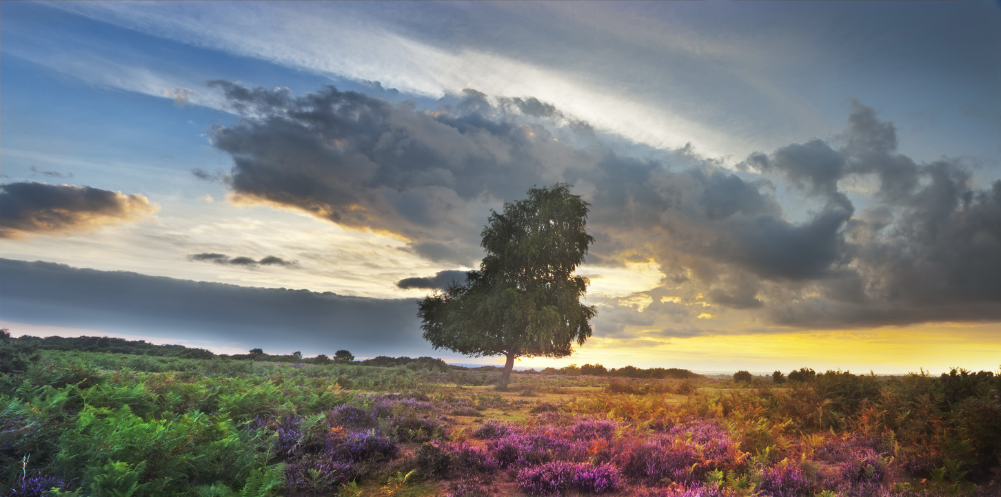 New Forest