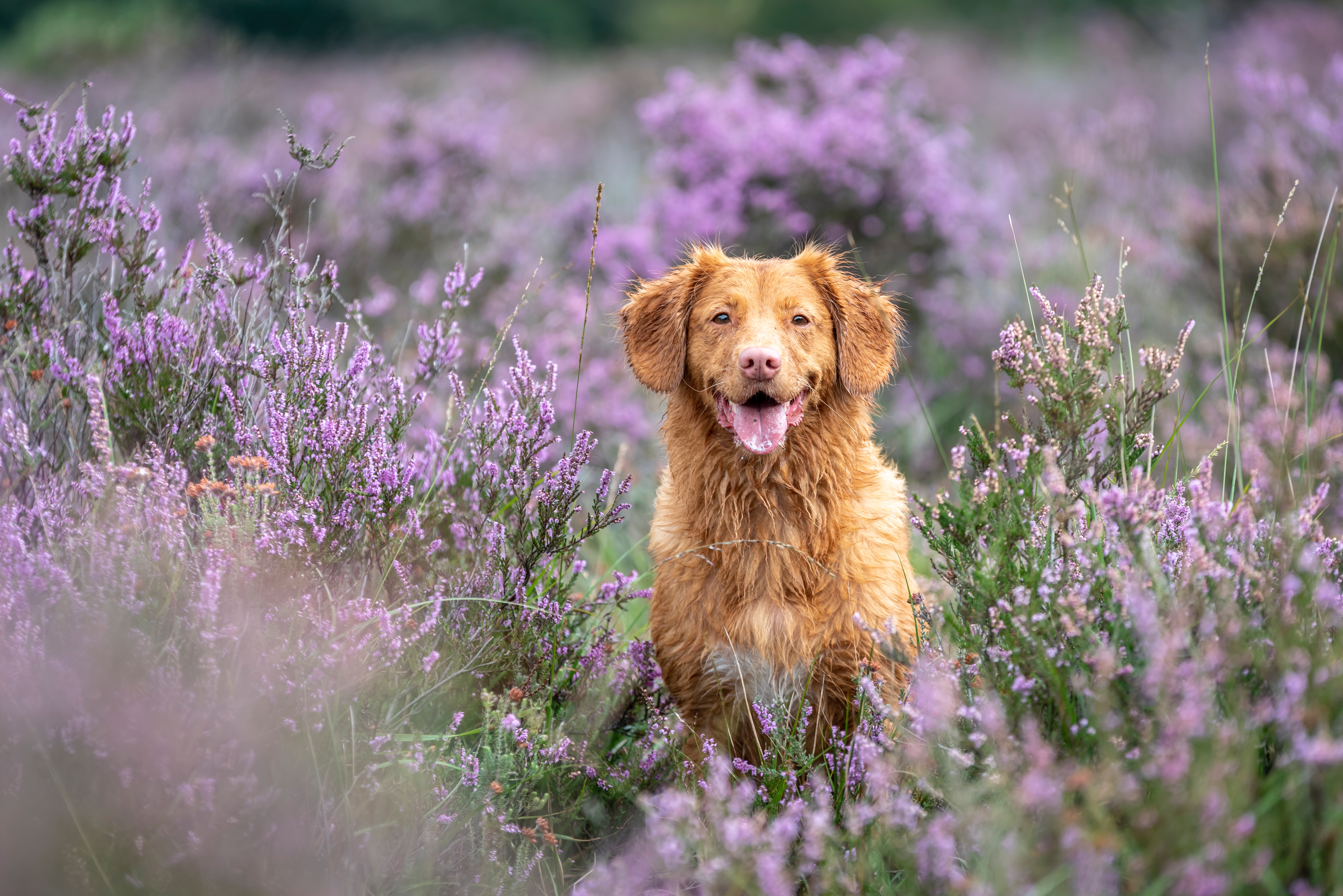 dog in the New Forest