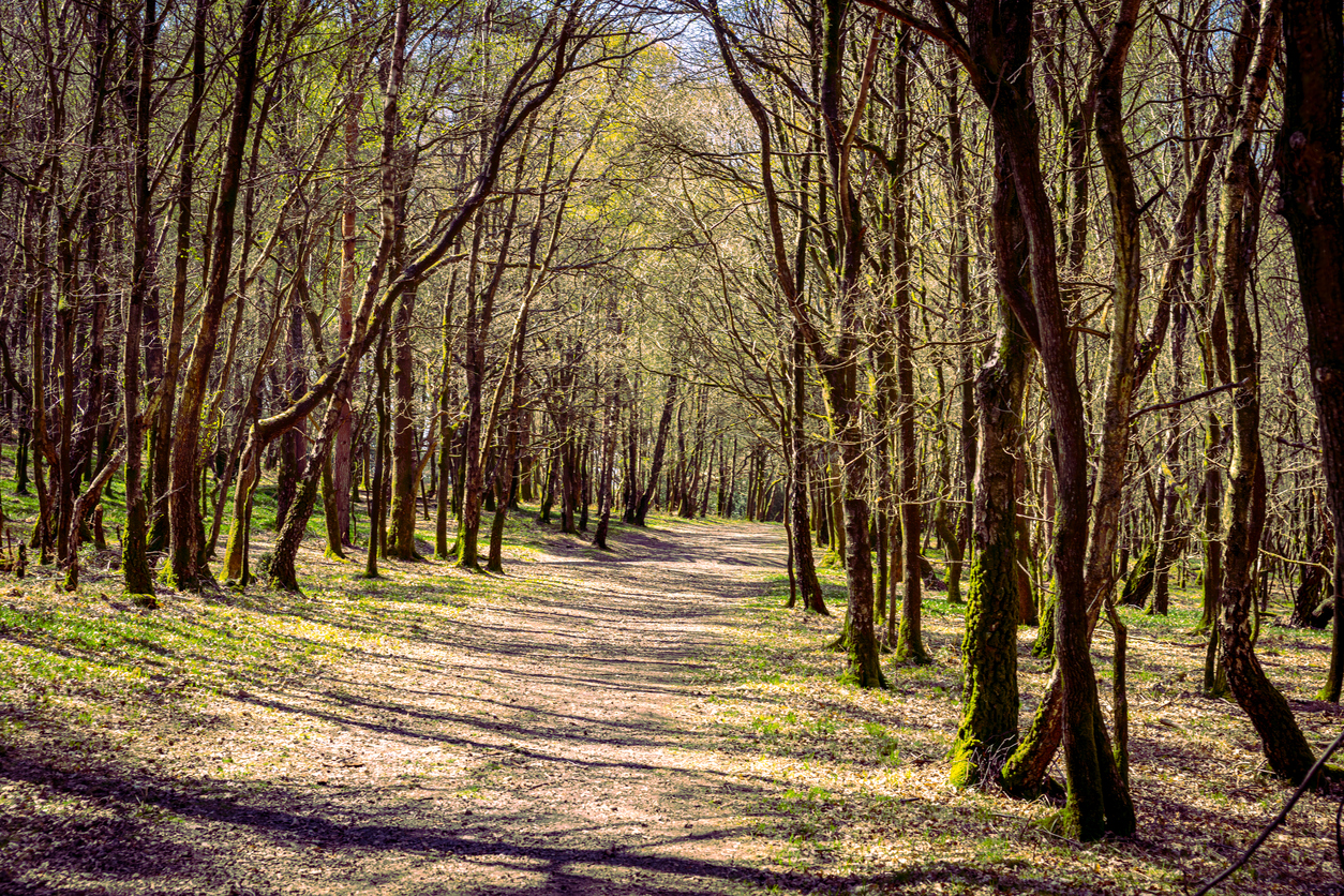 Ashdown Forest, East Sussex, England, UK, is the inspiration for the 'Winnie the Pooh' stories by AA Milne and is known as 'The Hundred Acre Wood' in the stories.