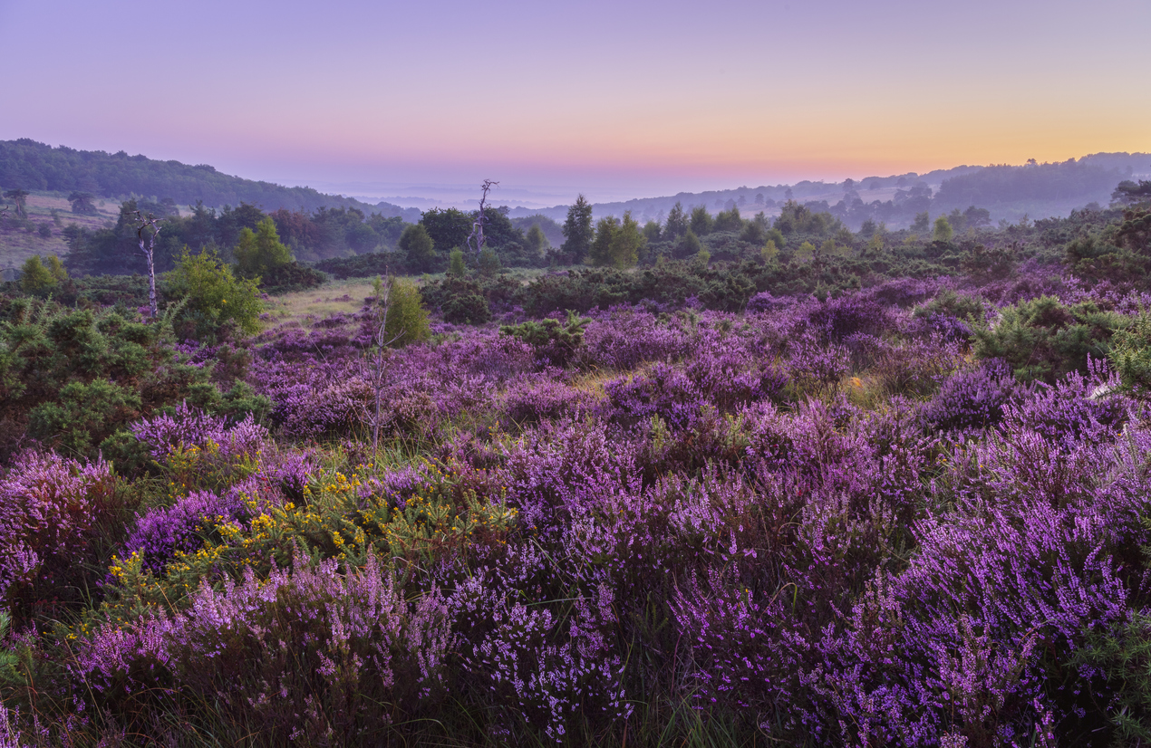 August heather on the heath during dawn blue hour on Ashdown Forest High Weald east Sussex south east England