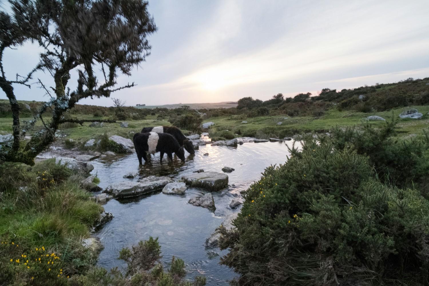 horses drinking