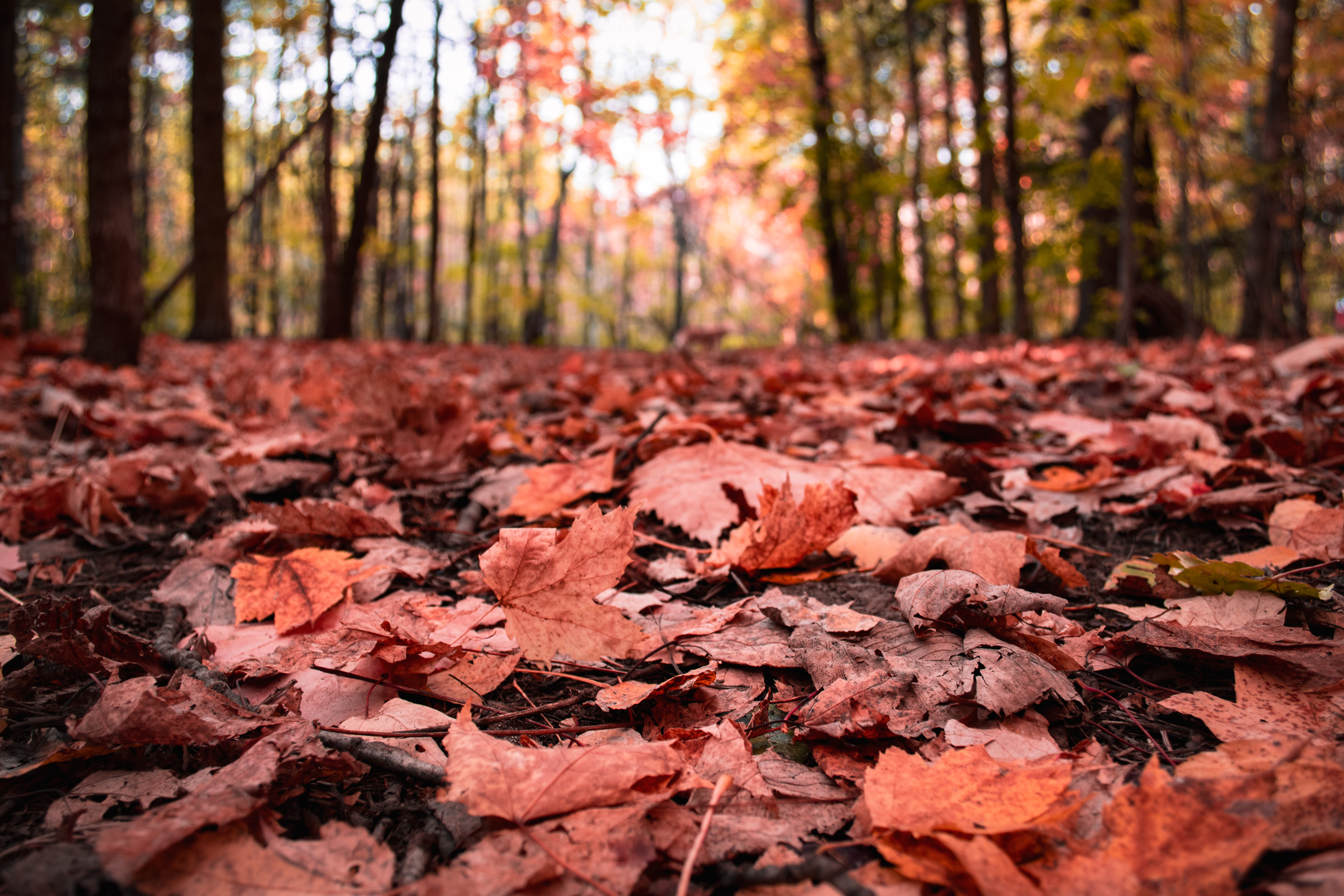 Delamere Forest