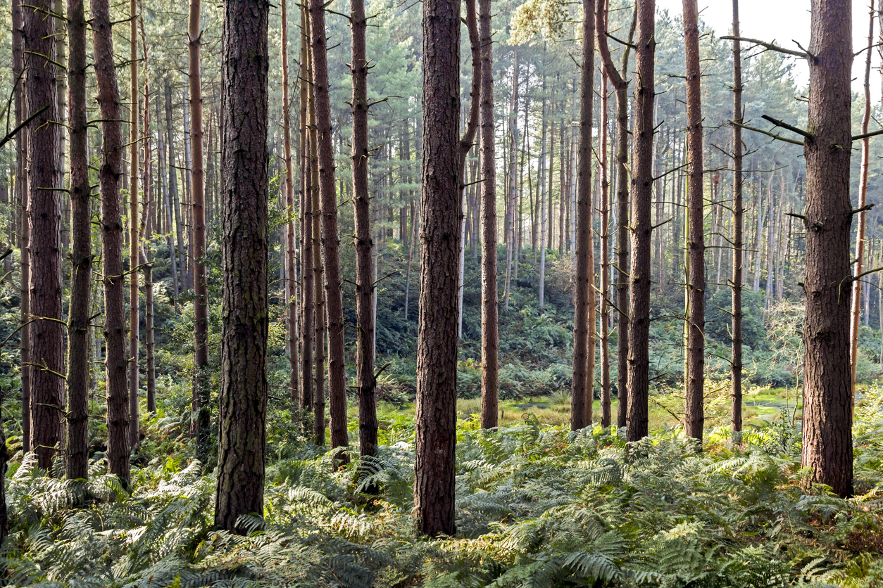 Delamere Forest