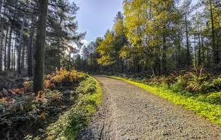 Woodland view of trees and plants in autumn