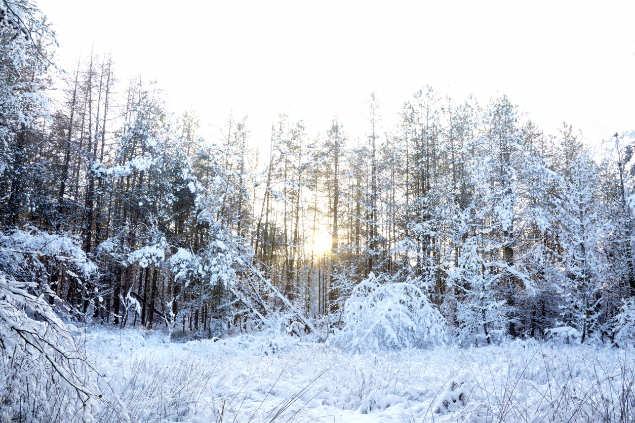 Snowy Delamere Forest