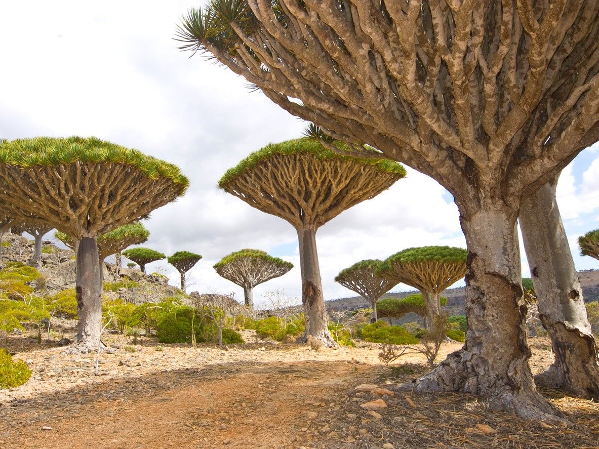 Dragon Blood Trees 