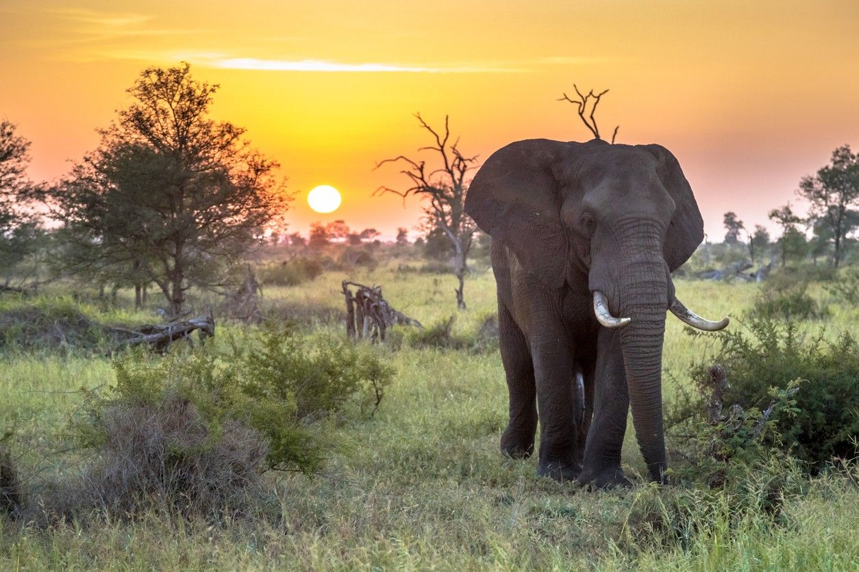 elephants in Kruger National Park 