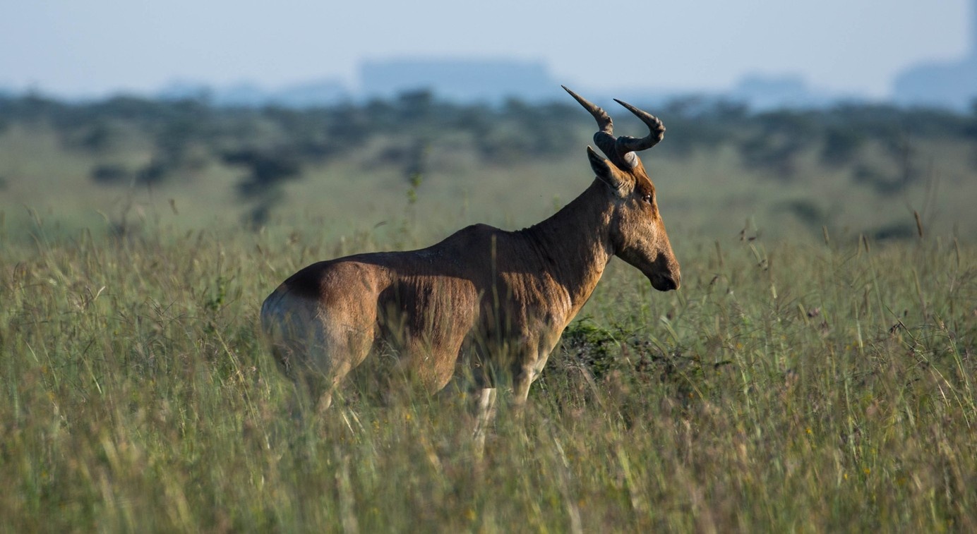 Hartebeest