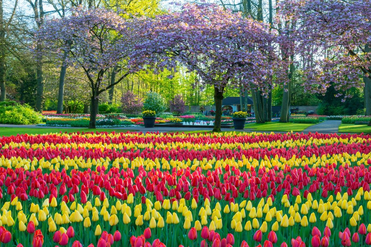 Keukenhof Gardens