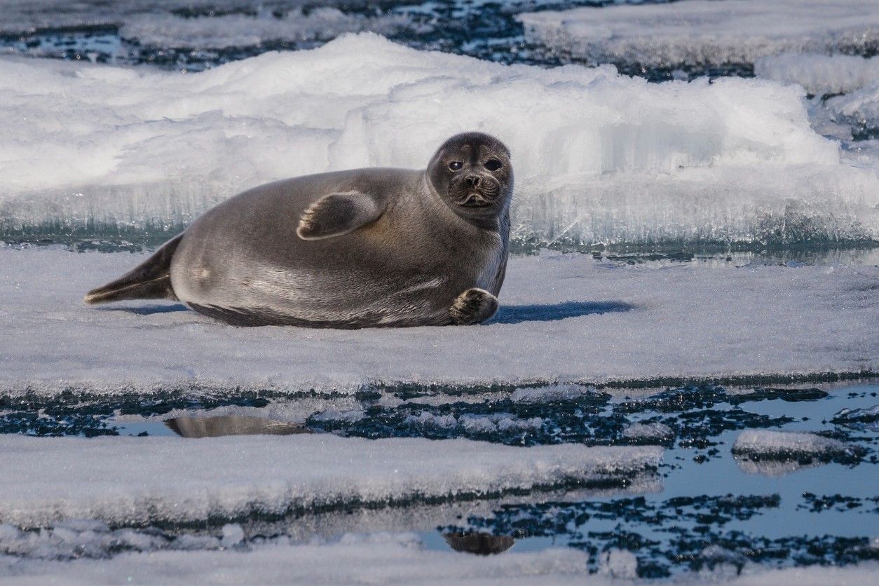 Seals at Lake Baikal