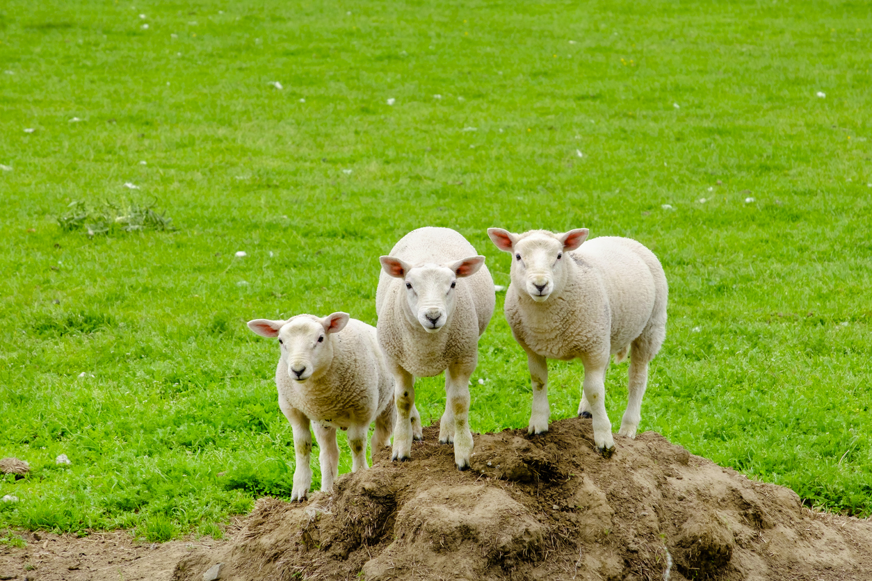 sheep near loch tummel