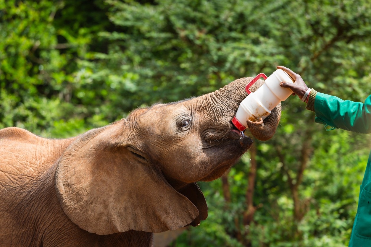 elephant drinking