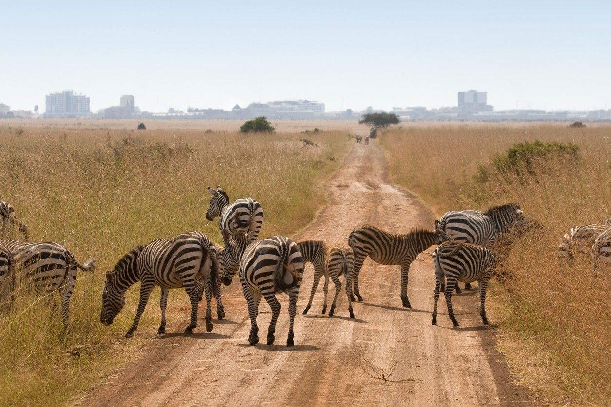 Zebras