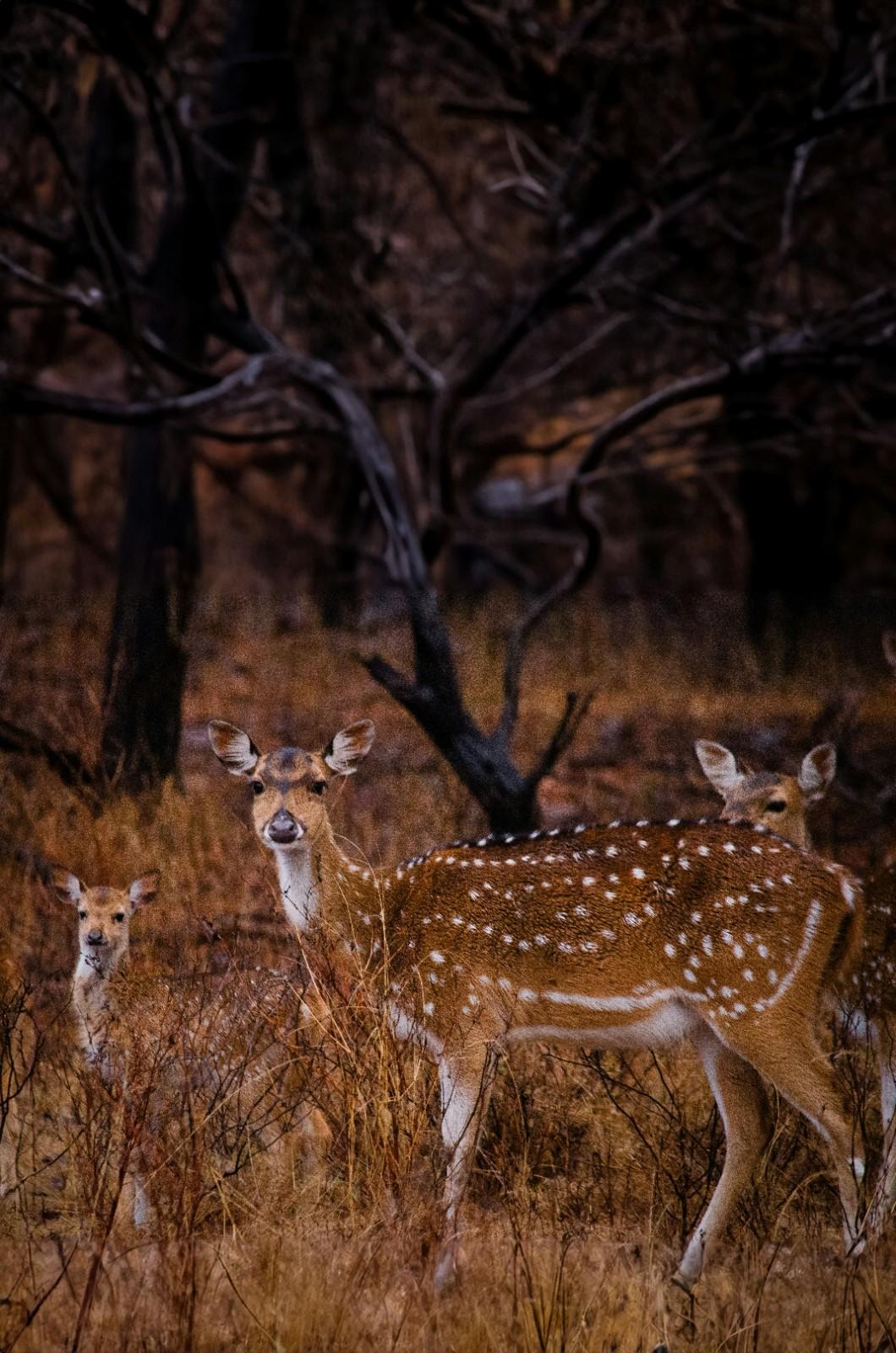 Ranthambore National Park