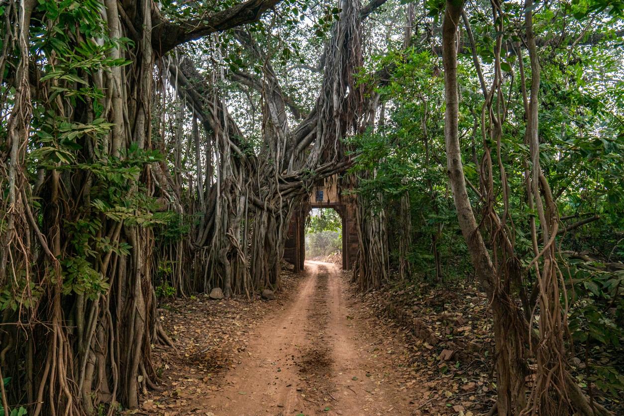 Ranthambore National Park