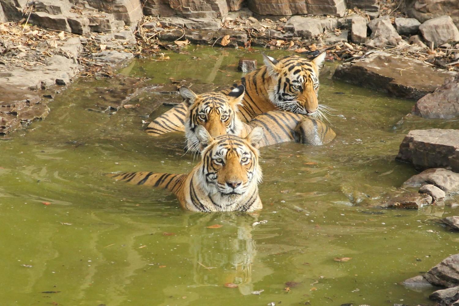 Tigers