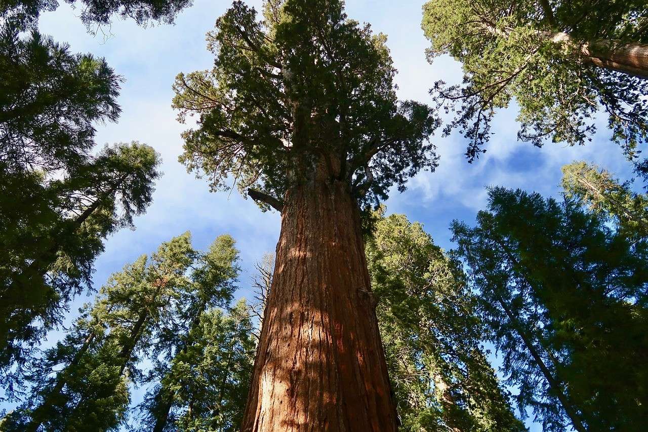 Sequoia National Park