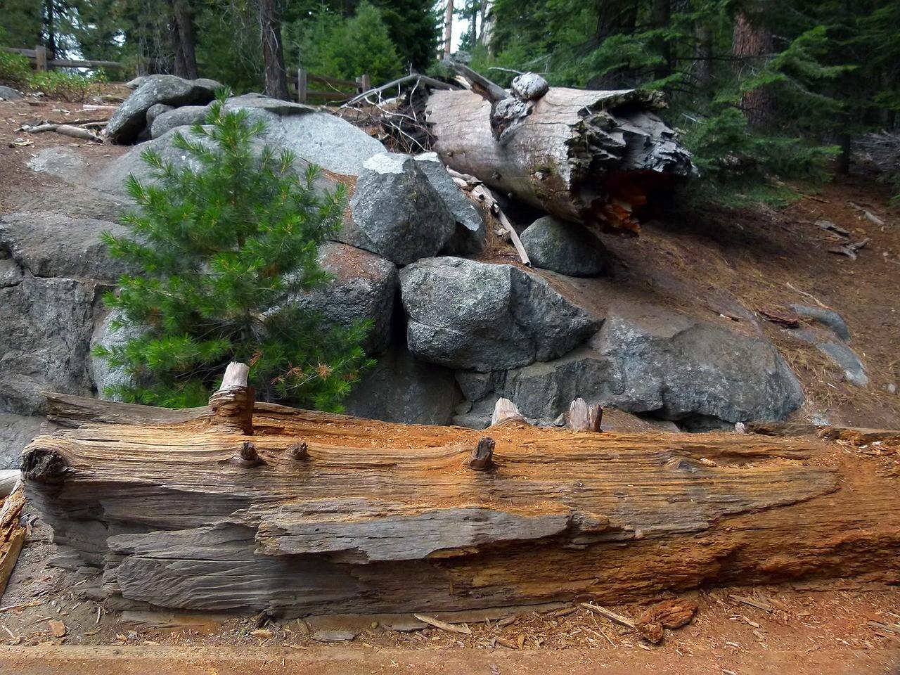 Sequoia National Park