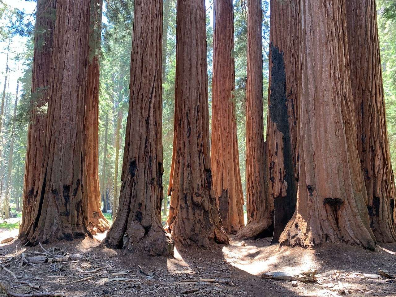 Sequoia National Park