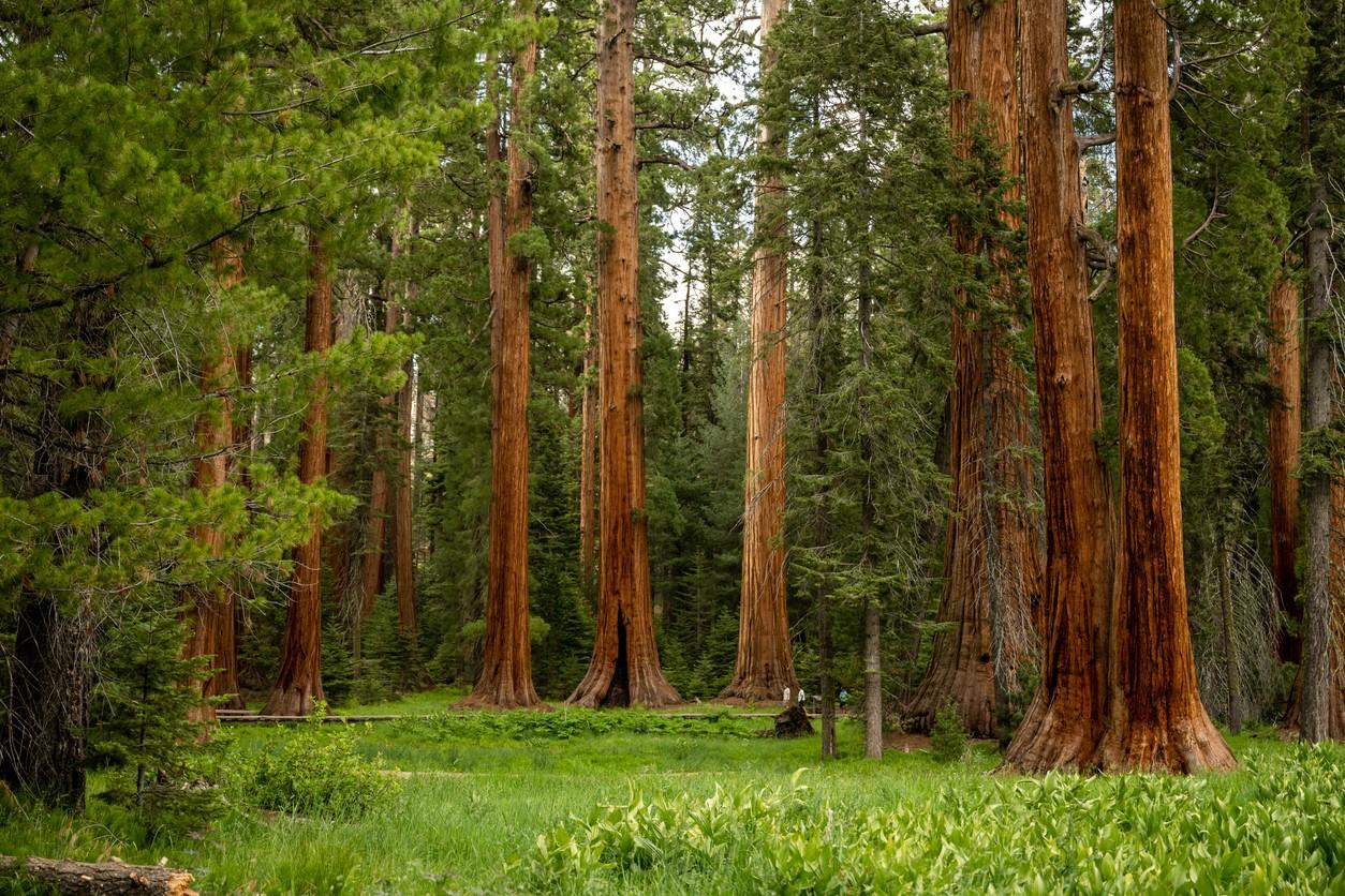 Sequoia National Park