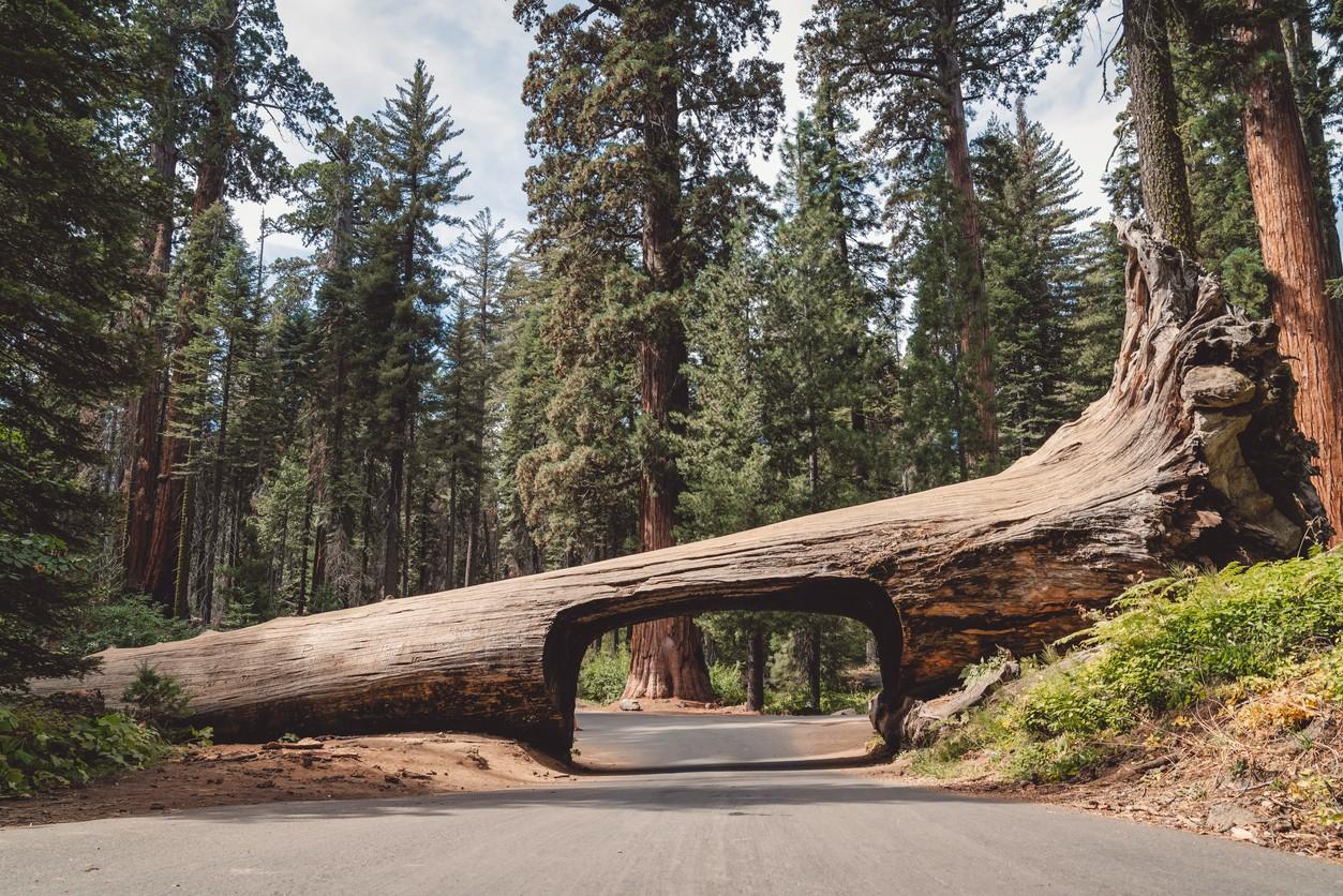 Sequoia National Park