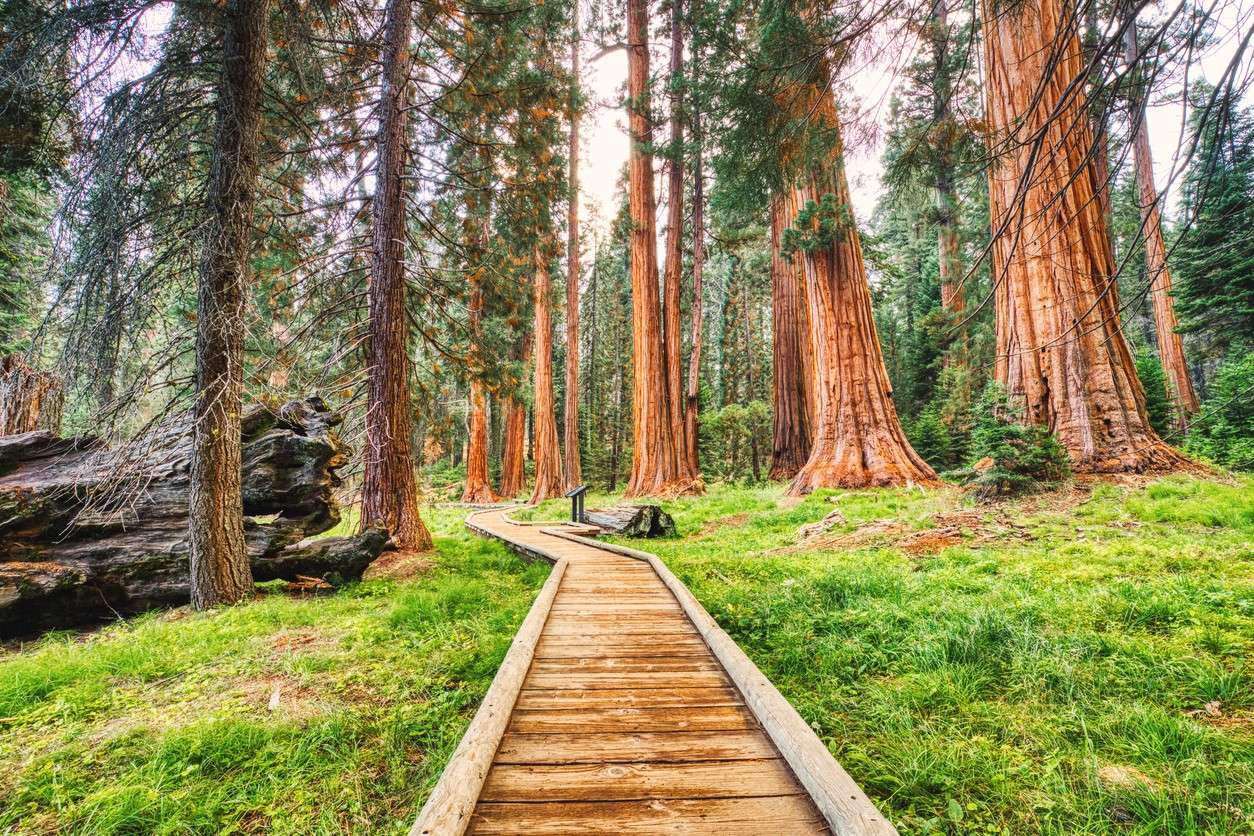 Sequoia National Park