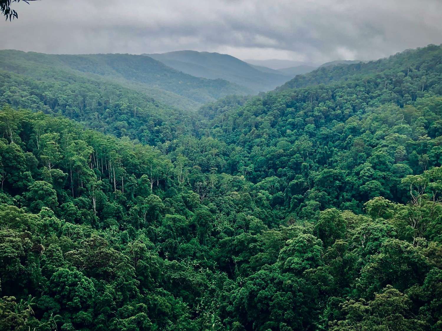 Springbrook National Park