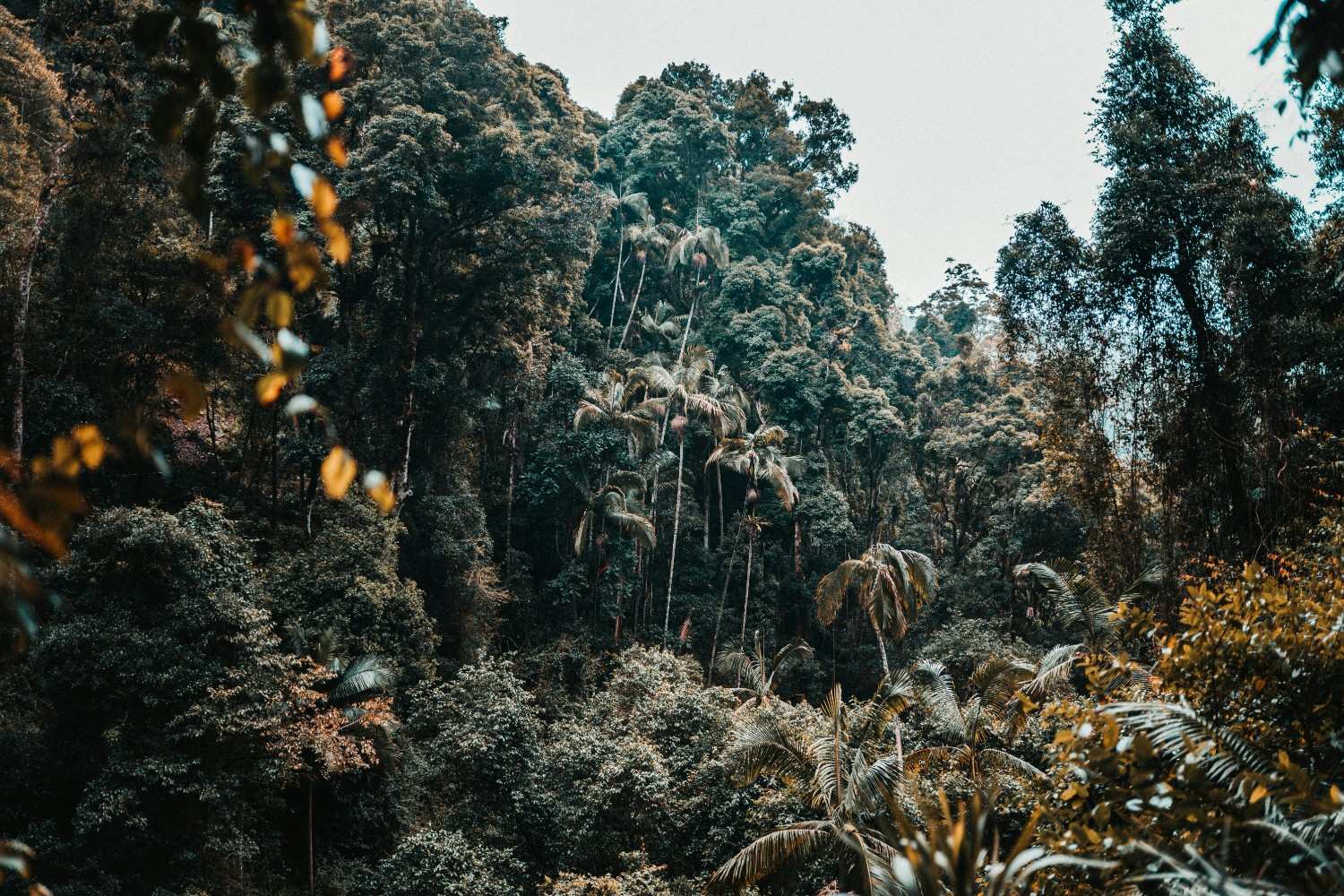 Springbrook National Park