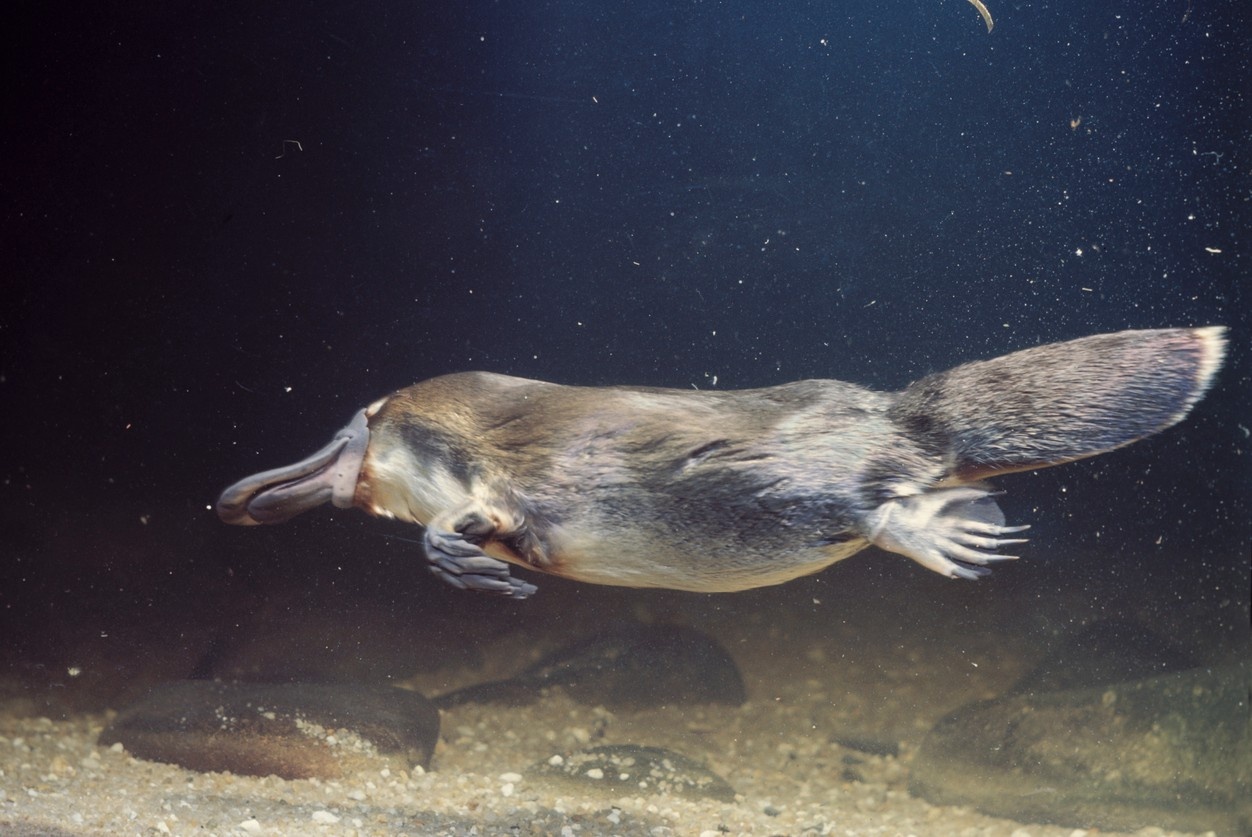 A platypus swimming