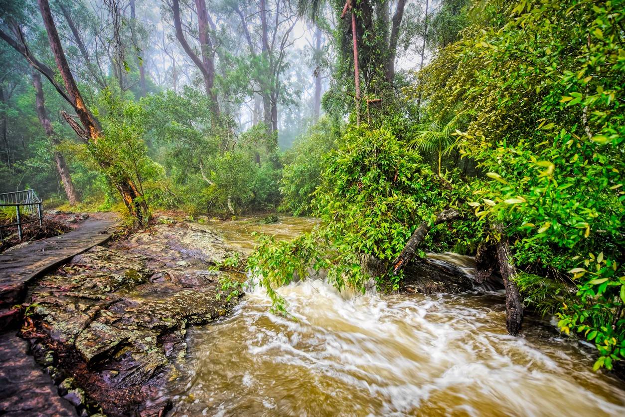 Springbrook National Park