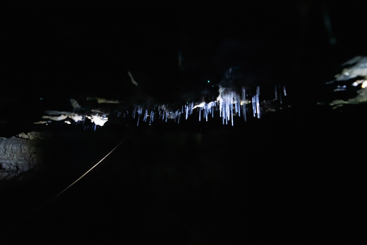 Waitomo Glowworm Caves