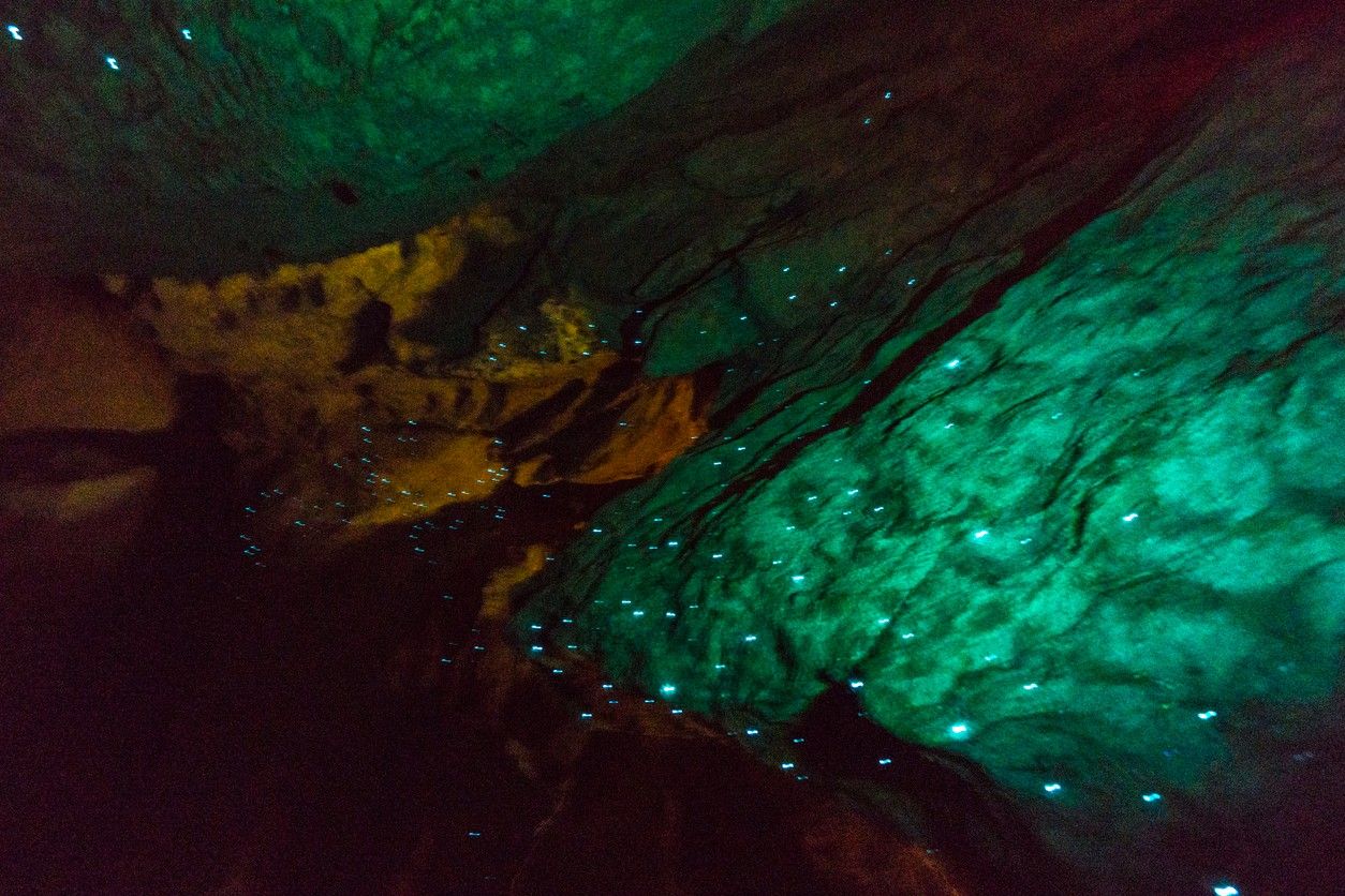 Waitomo Glowworm Caves