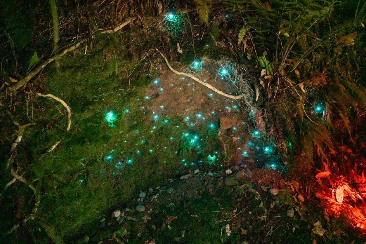 Waitomo Glowworm Caves