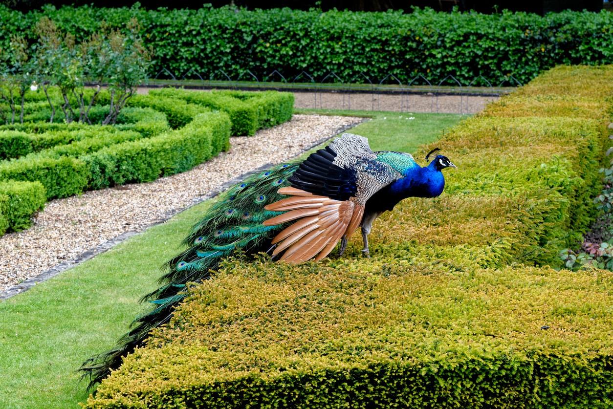 The Peacock Garden