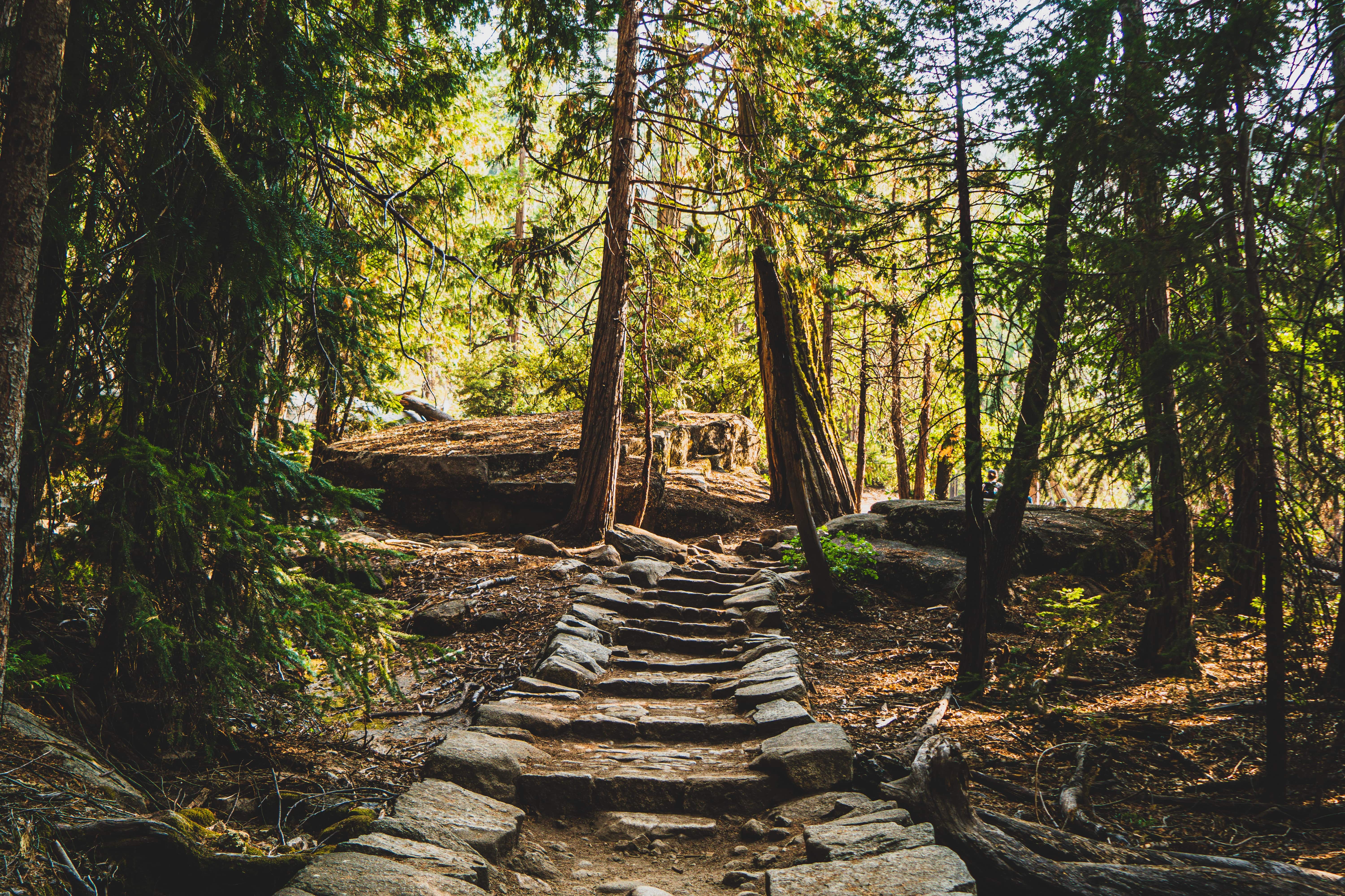 forest and a rock path